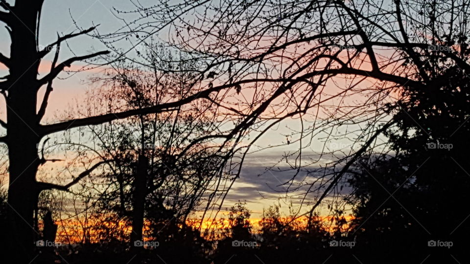 sunrise thru the trees