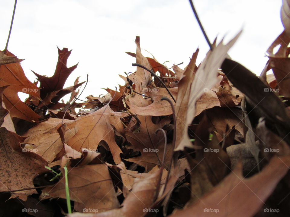 Pile of leaves