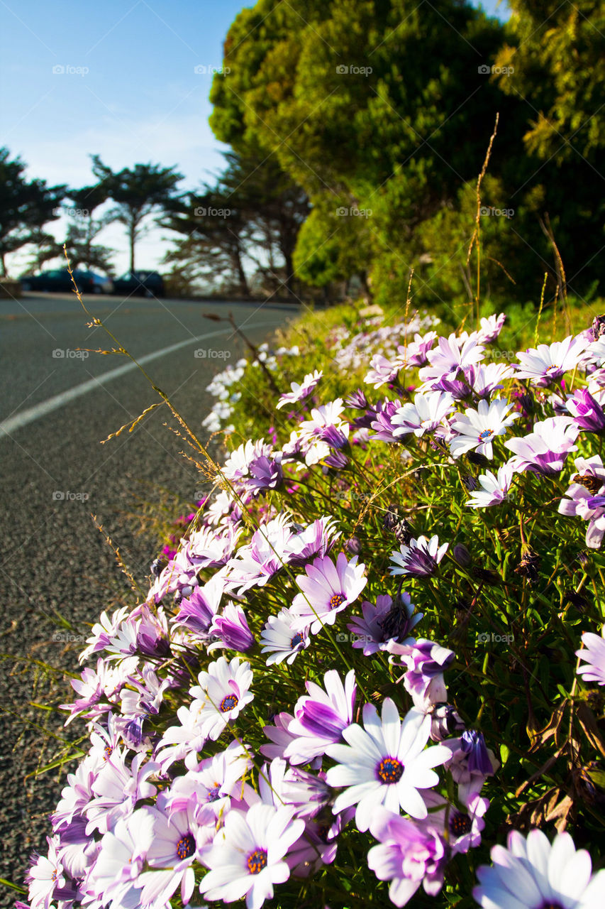 Wild flowers blooming