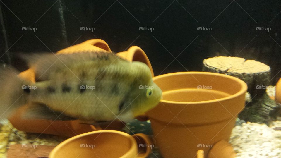Tropical fish with clay pots inside Aquarium