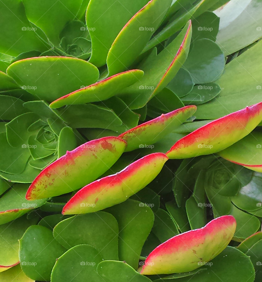 Red & Green Succulent