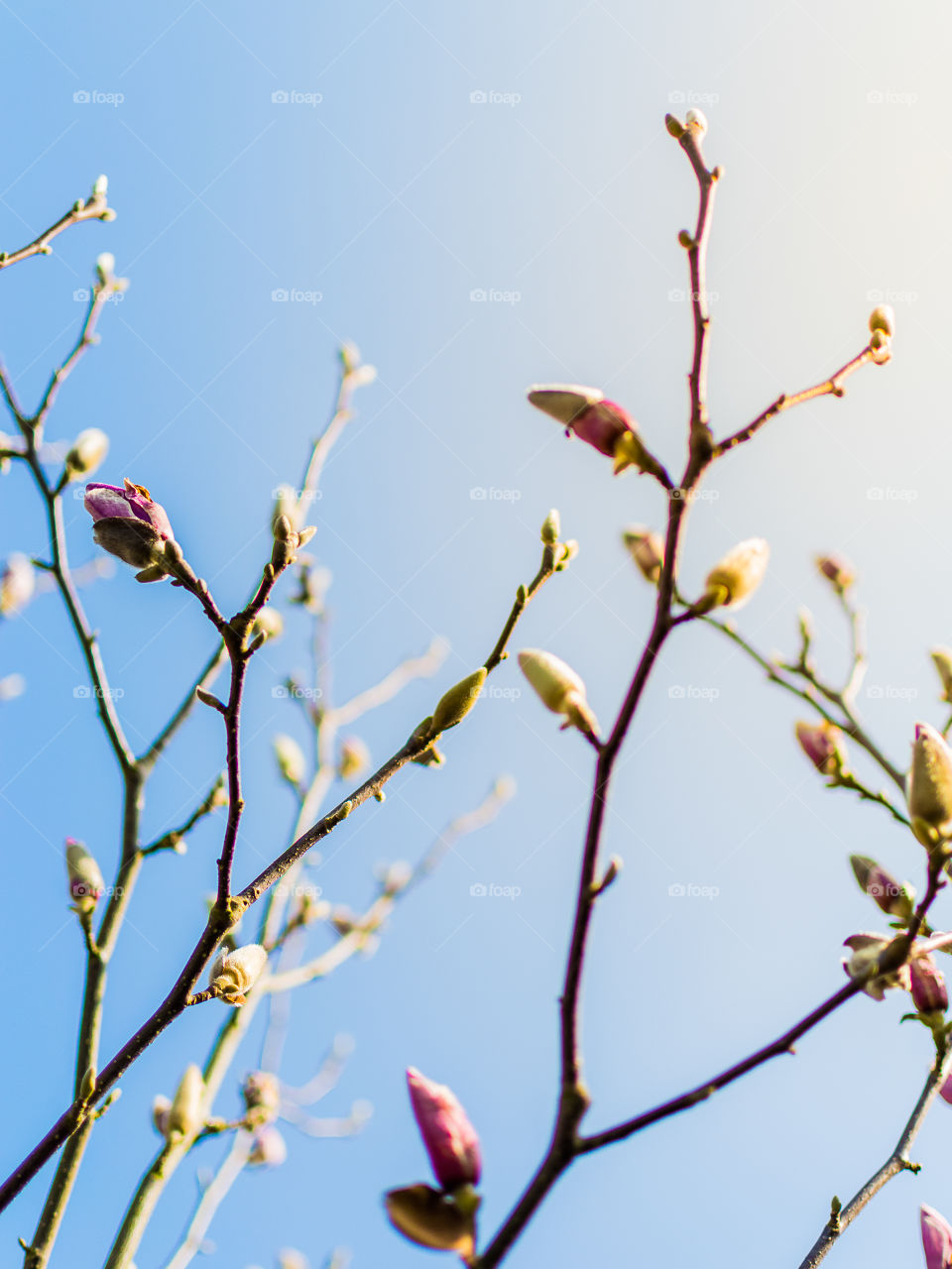 Magnolia buds on the tree