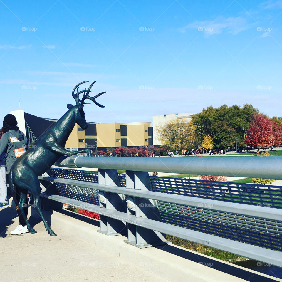 This great Buck stands looking over the Scioto River, in downtown Columbus, Ohio. 