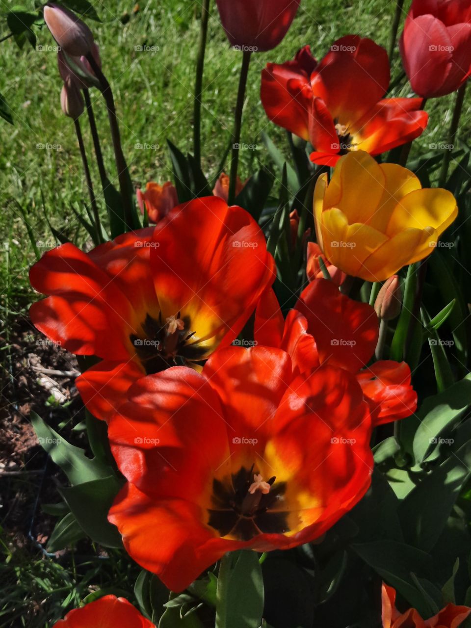 open flowers of sunlit tulips in spring garden
