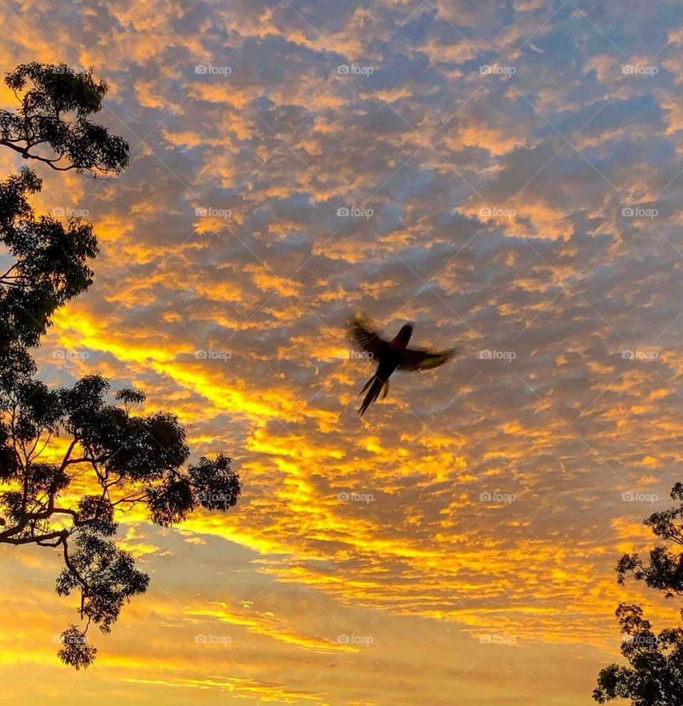 sunrise with a silhouette Bird