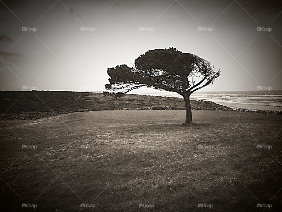 Lone WindsweptTree, Bandon Dunes Golf Course, Oregon Coast 