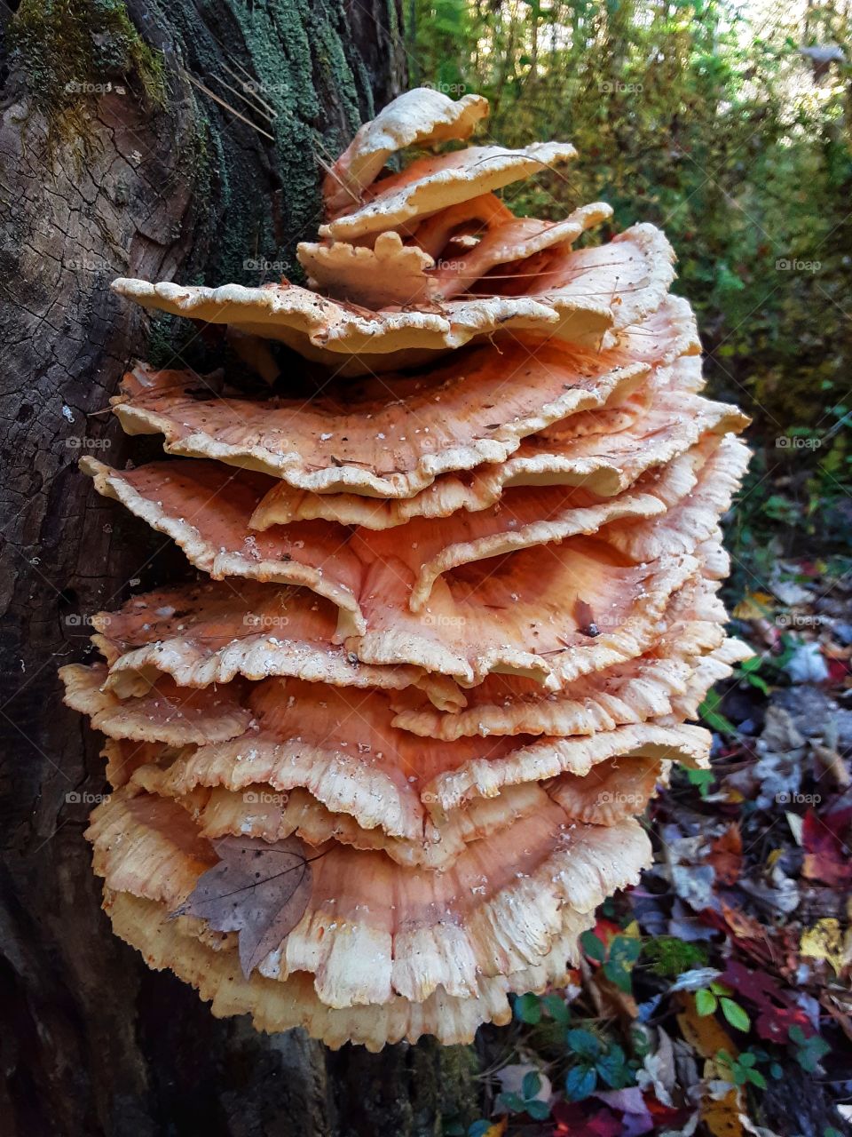 chicken of the woods mushroom