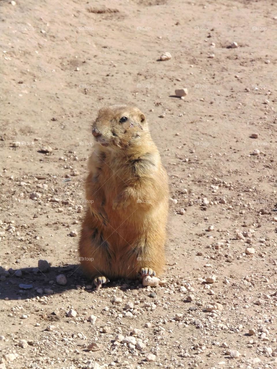 Prairie dog. 