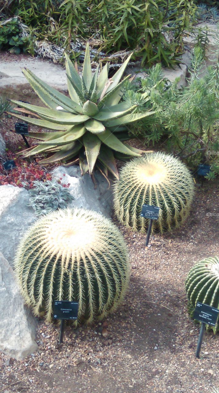 cactus at Kew garden in London