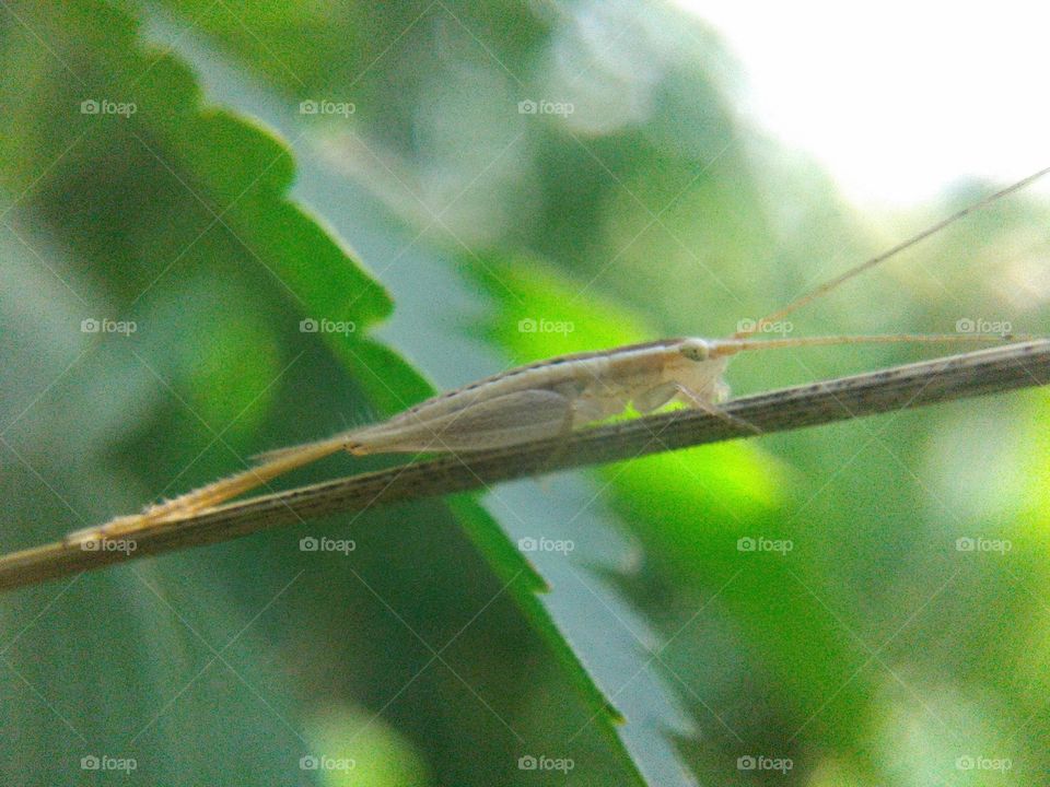 small grasshopper