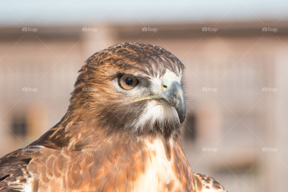 Close-up of a hawk