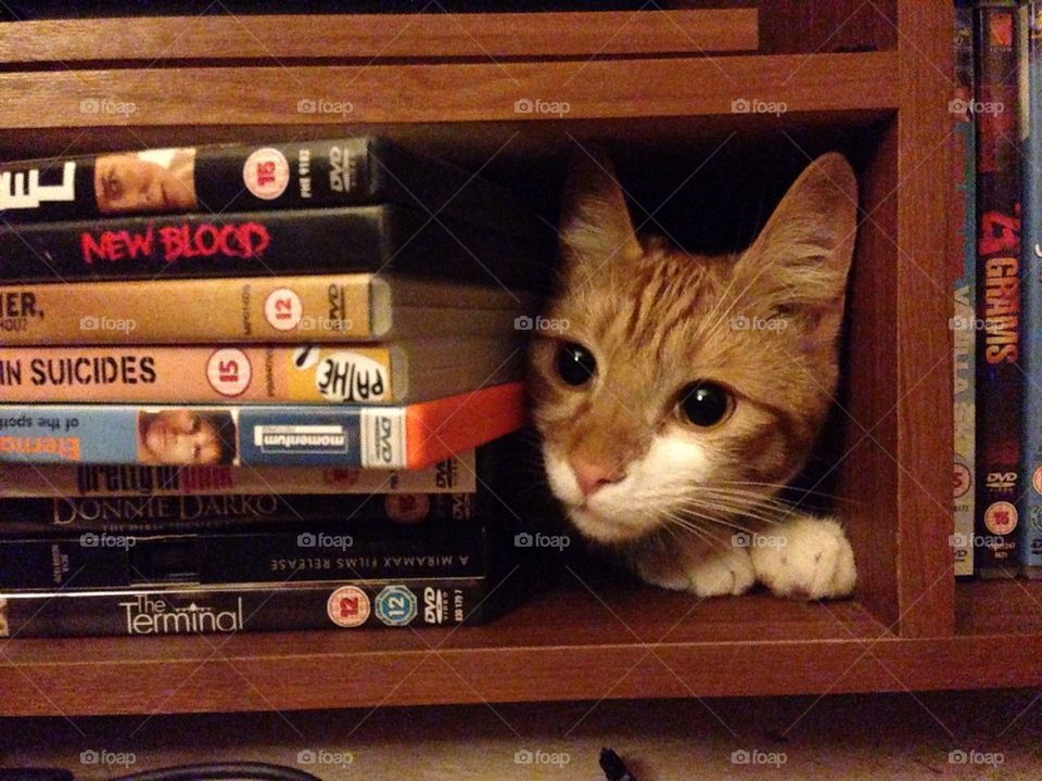Cat hiding next to DVDs