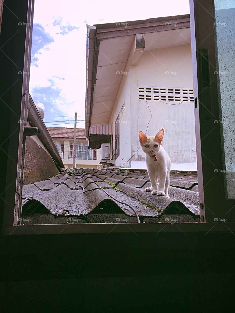 Cat caught on the roof.