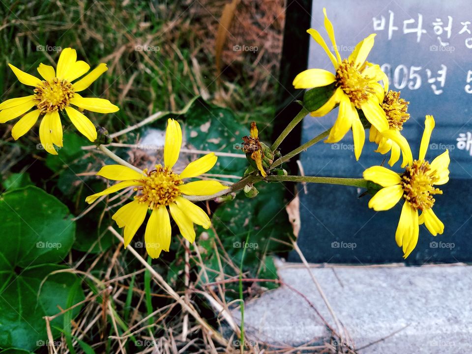 yellow wildflowers