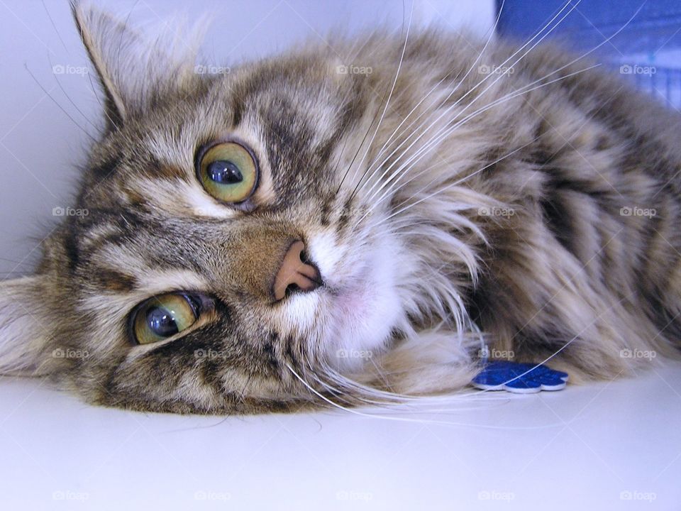 Brown Tabby Eyes. Waiting for adoption to new home
