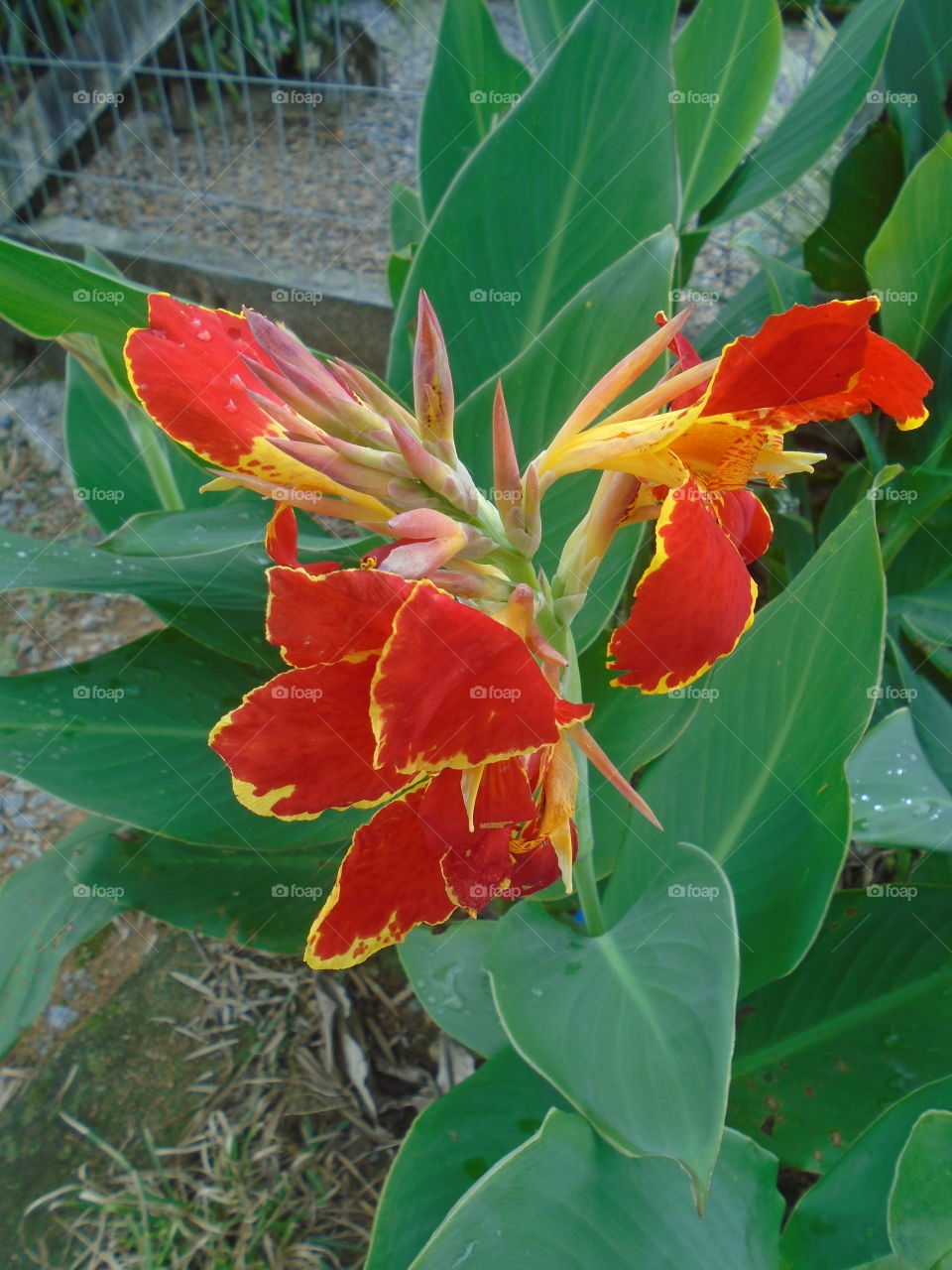 NATURE, ENVIRONMENT, FLOWER, PLANT.