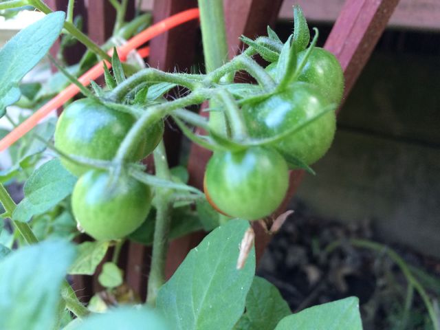 Green tomatoes
