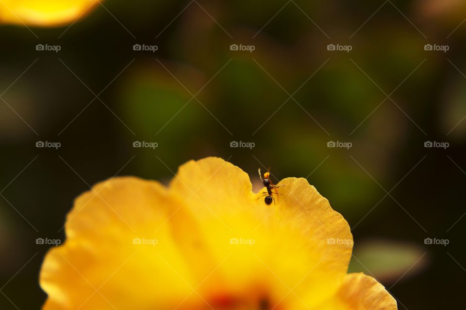 Macro Ant with Pollen