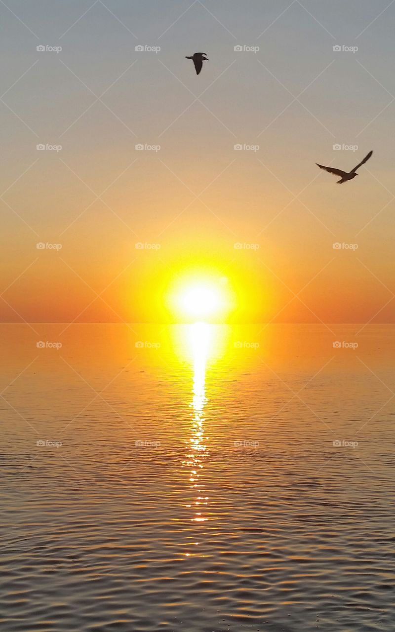 Seagulls at sunset