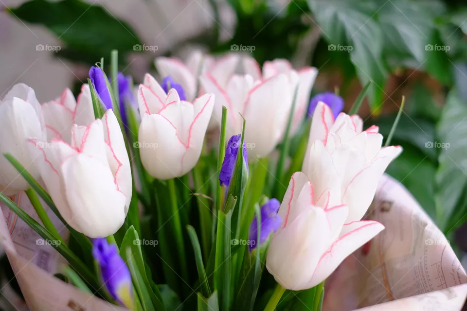 flowers 