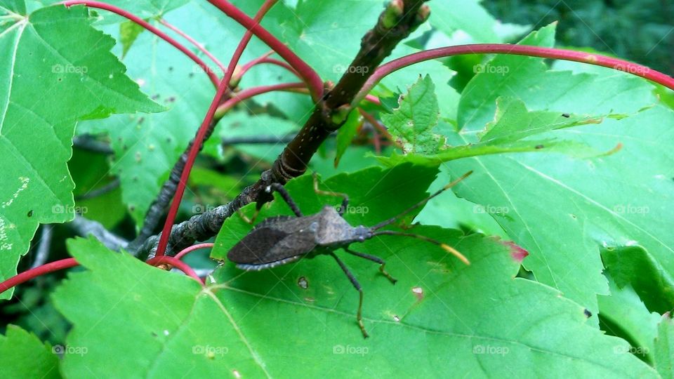 Leaf, Nature, No Person, Closeup, Insect