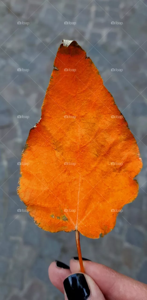 Autunm