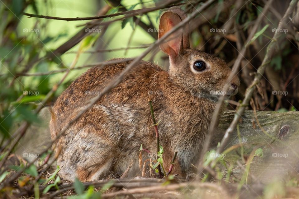 An Eastern Cottontail ready to celebrate its year, and reflect on its existence. 