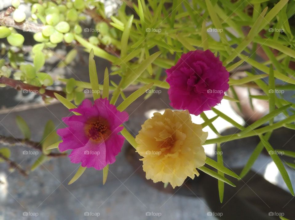 pink and yellow flower seasonal fresh looks very beautiful generally found everywhere