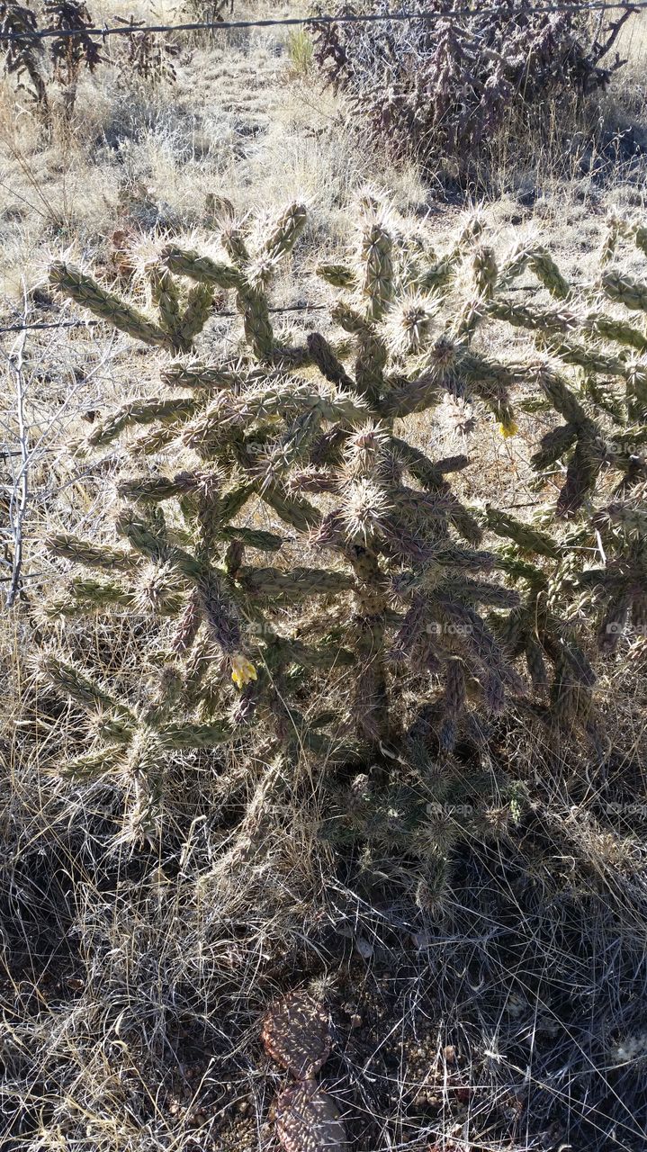 cactus between pueblo and colorado springs