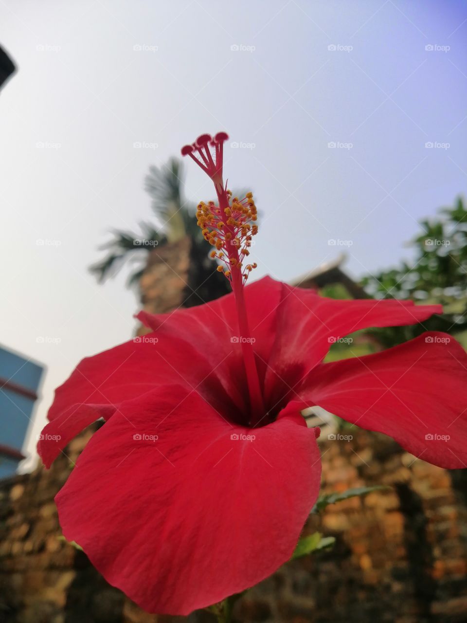 Hibiscus
