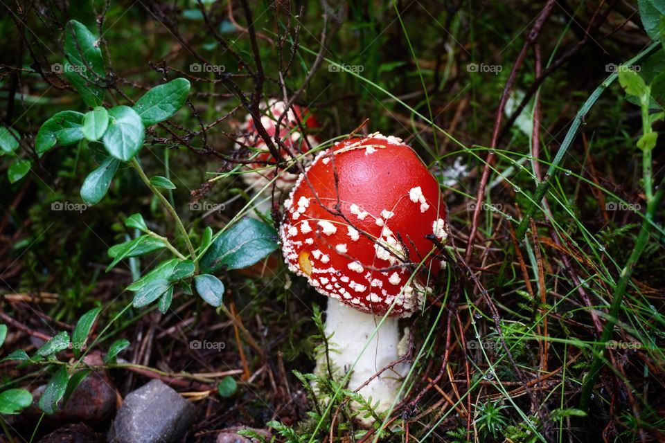 Mother Nature Mission ... always love finding magical red and white spotted mushrooms 🍄