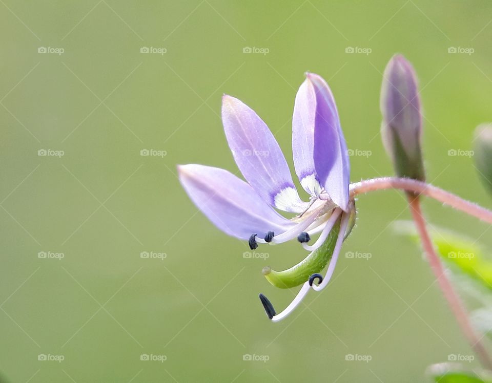 little beauty in wild