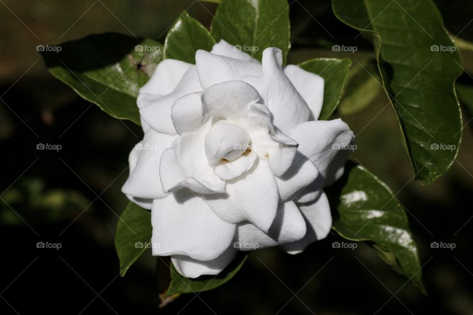 Gardenia