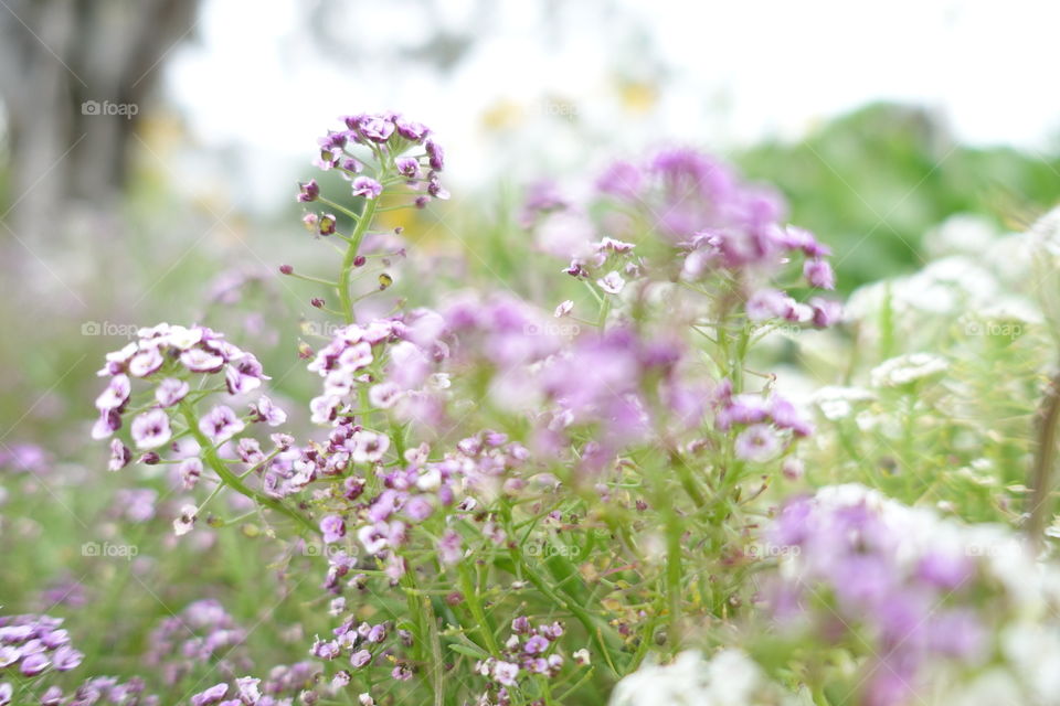 Tiny white and purple flowers