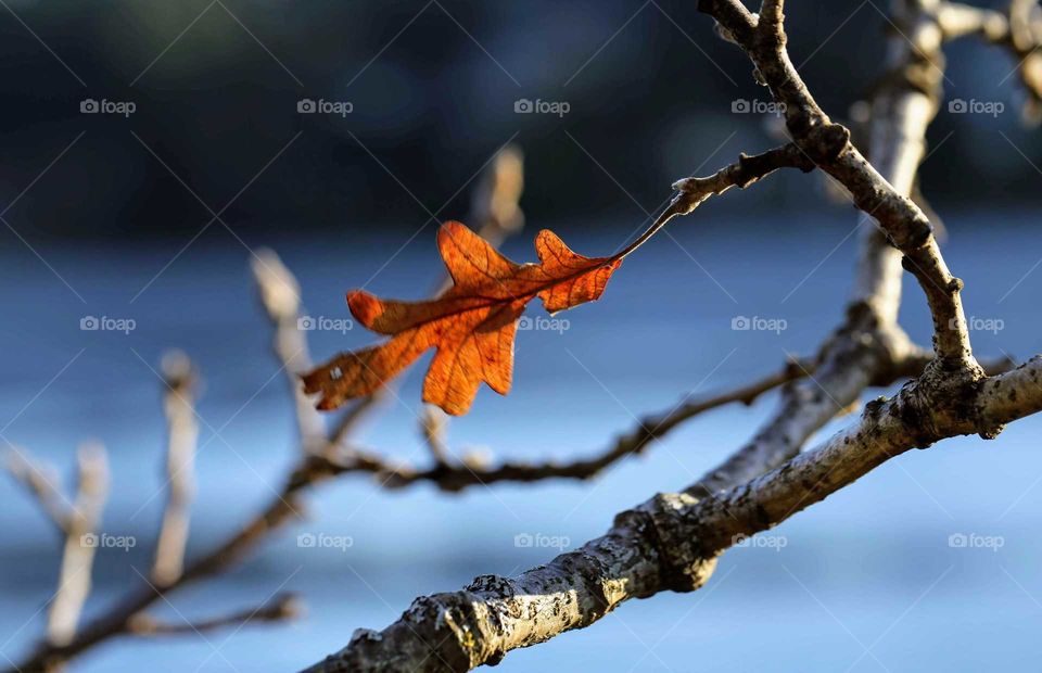 Gerry oak leaf