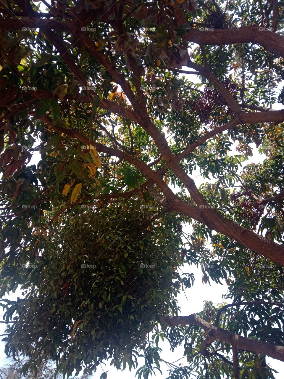 mango tree