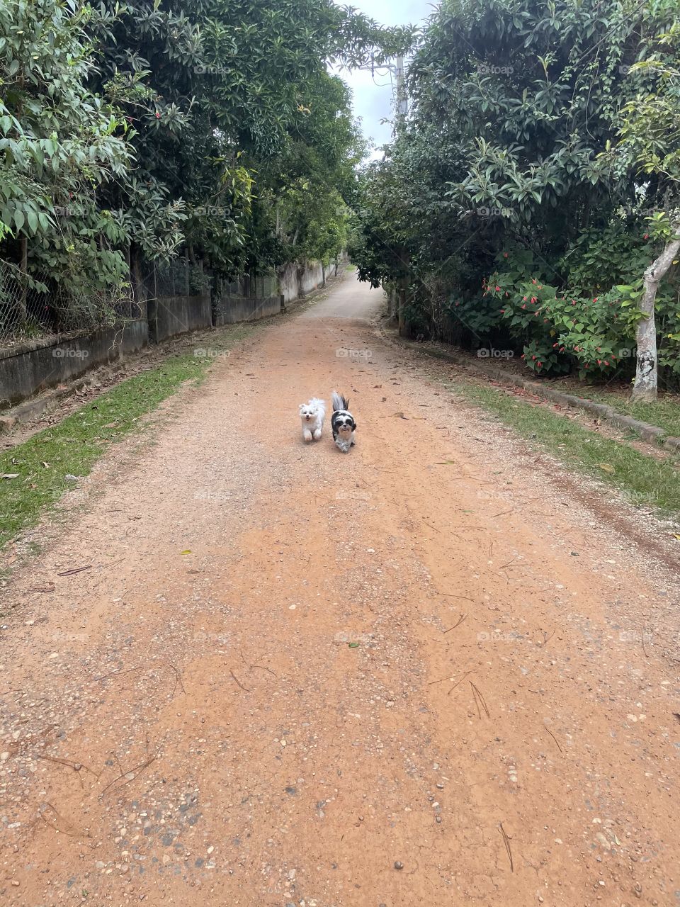 Caminhada com dogs 