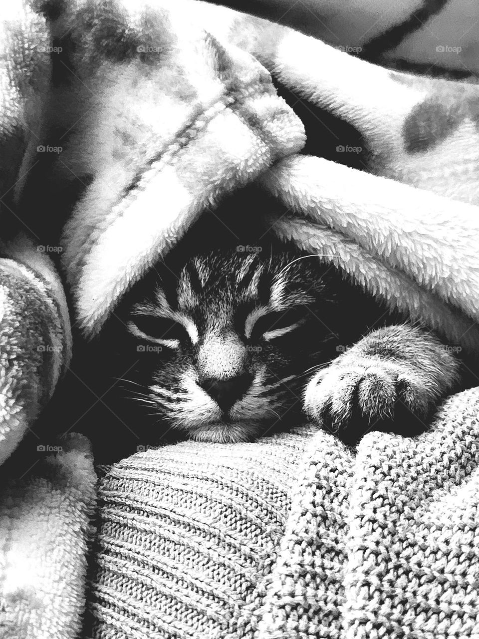 Little Kitty under blanket getting sleepy