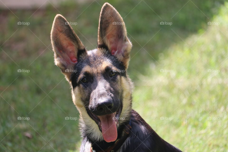 Happy German Shepherd Puppy

