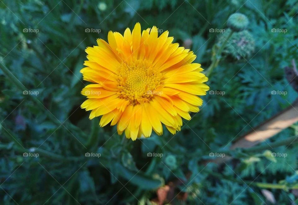 Flower Like the Sun