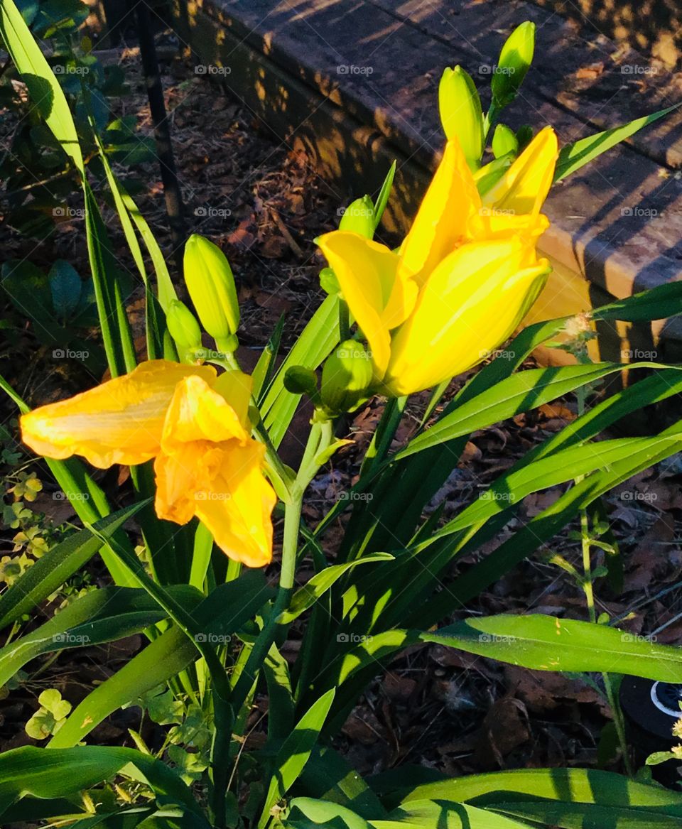 Spring in the country has finally arrived in South Georgia!