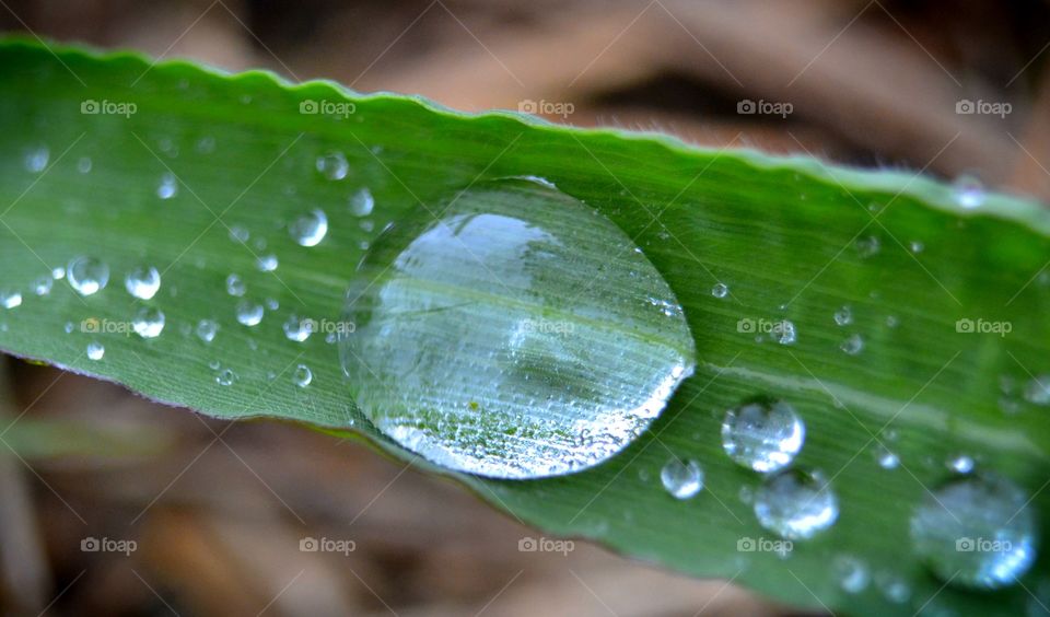 Water drop on leaf