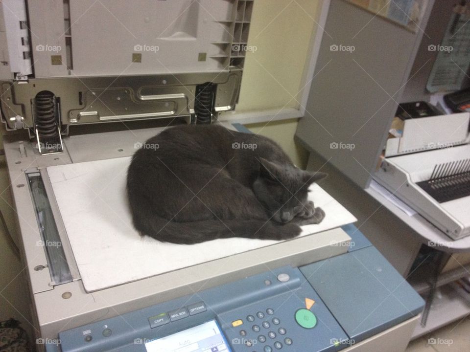 Cat sleeping in xerox machine