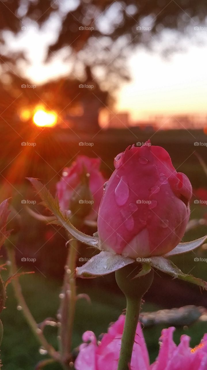 047. a rosebud at sunrise, Rose Garden, Lynch Park, Beverly, MA