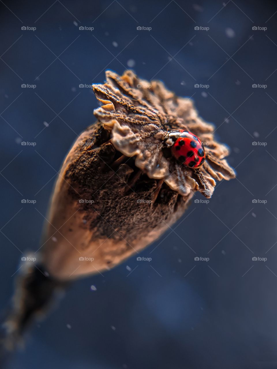 ladybug sitting on dry poppy