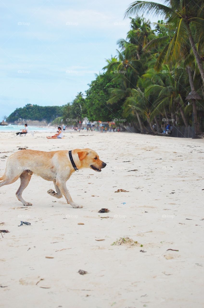 dog just took a swim