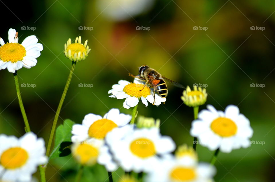 Macro shot of insect on flower