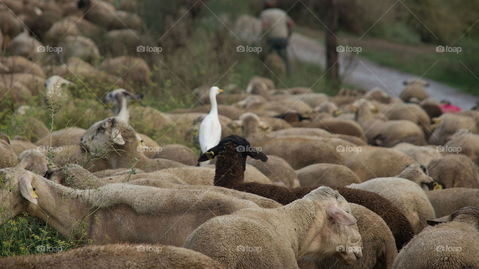 Rebaño de Cabras y Ovejas