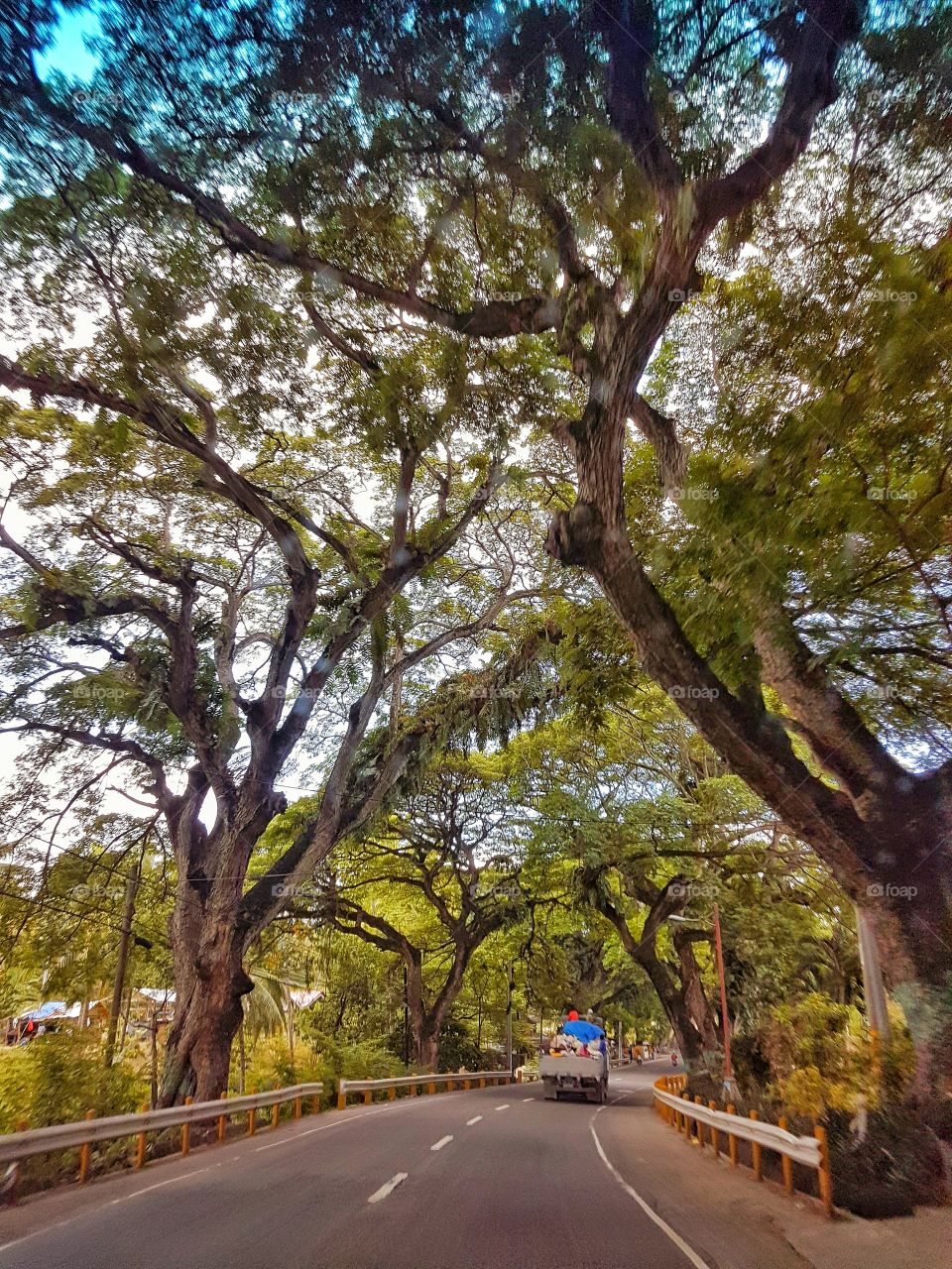 Cebu trees