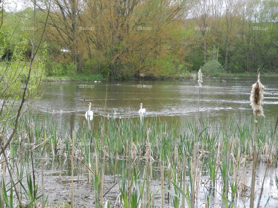 Swimming swan family.